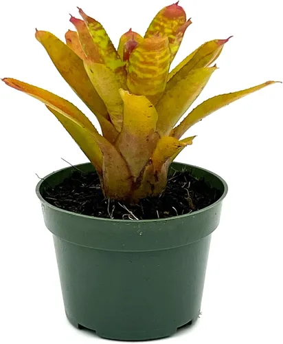 Miniatura 9 de ragnaroc Plantas vivas – Bromelia Billbergia Casa Blanca, 8-12" en maceta de 4" - 1 unidad - Llegada viva garantizada - Plantas