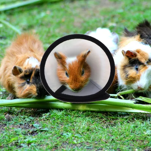 Miniatura 3 de balacoo Collar de recuperación de hámster pequeño para mascotas, suave, mini círculo Elizabeth, cono de cuello ajustable para animales pequeños