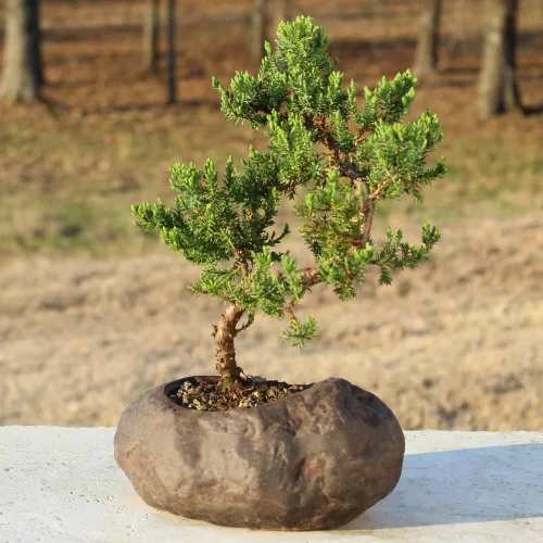 Miniatura 5 de Brussel's Bonsai - Árbol bonsai de enebro montículo verde, para exterior, mediano, 5 años, de 15 a 25 cm de altura, incluye maceta de roca