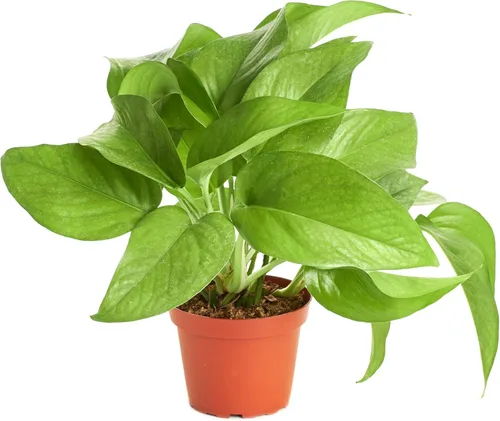 Miniatura 2 de Shop Succulents Planta de oración roja Live Maranta, planta de casa purificadora de aire natural, fácil cuidado, planta de interior viva en maceta