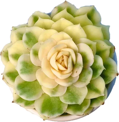 Plantas suculentas vivas, Echeveria Onslow variegada de 3.2 pulgadas, Plantas de interior mini, Planta viva de raíz desnuda sin tierra, Plantas