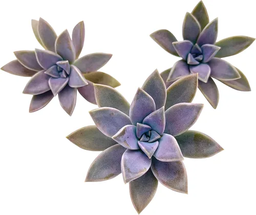 Miniatura 18 de Tallos de Suculentas Vivas (3 Sedum Morganianum Colas de Burro), Plantas Suculentas Vivas, Planta Suculenta SIN Raíces, Plantas de Casa Vivas
