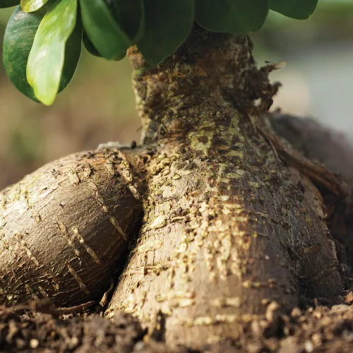 Miniatura 2 de Brussel's Bonsai Live Gensing - Árbol bonsái de interior de Ficus injertado, 4 años, de 6 a 8 pulgadas de alto con maceta de plástico, pequeño