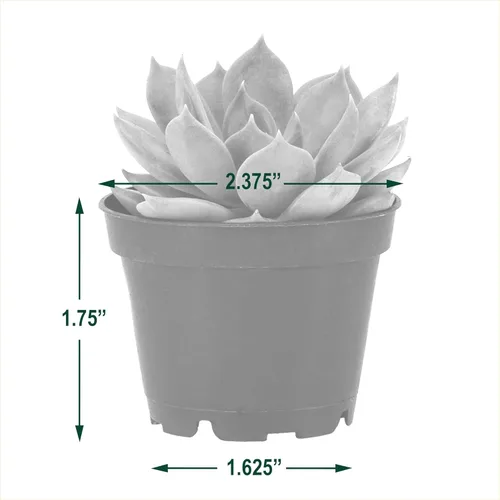 Miniatura 5 de Arcadia Garden Products Mini suculentas variadas en vivo en maceta de cultivo de 2 pulgadas, paquete de 12, verde (LV66). No se puede enviar a
