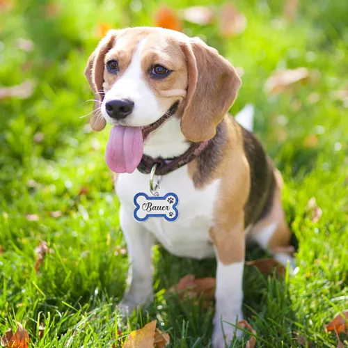 Miniatura 5 de Etiquetas para perros personalizadas para mascotas, etiquetas de nombre para perro, etiqueta para perro personalizada grabada con cualquier nombre
