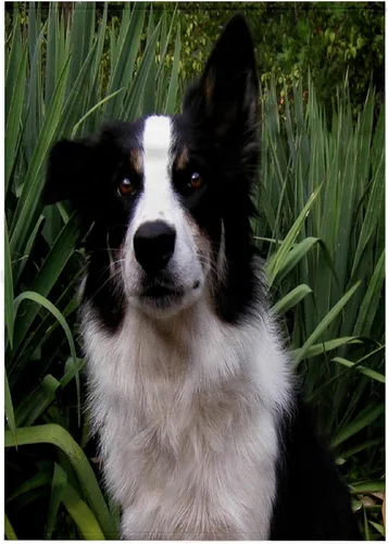 3dRose Border Collie 2 22x30 Bath Hand Pool Towel
