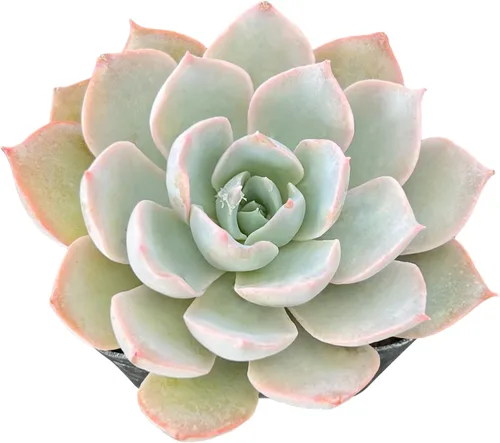 Miniatura 26 de Sprout N Green Sedum Dorado, Sedum adolphi, Mini suculenta viva totalmente enraizada en maceta de inicio de 2 pulgadas con mezcla de tierra, planta
