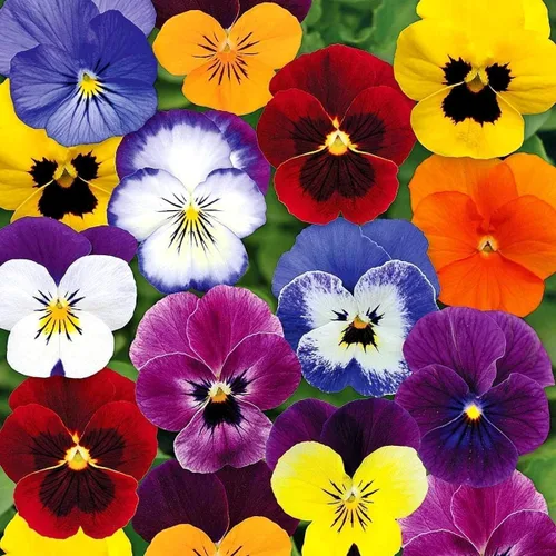 Viola Philippica Seeds - 299 piezas - Encantadoras flores moradas y azules con hojas en forma de corazón | Plantas perennes resistentes y de bajo