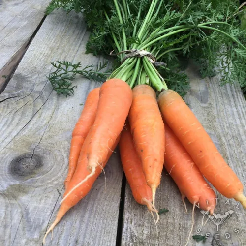 1800 semillas orgánicas de zanahoria de otoño King/Flakkee para plantar reliquia sin OMG, 3+ gramos de supervivencia a granel de vegetales de jardín