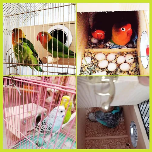 Miniatura 4 de kathson Caja nido de periquitos, casa de anidación de periquitos, cría de cacatúas, loros, caja de apareamiento para pájaros tortolitos pequeños