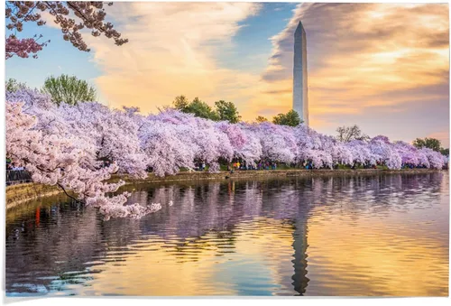 Miniatura 8 de Washington DC, Monumento de Washington y flores de cerezo que se reflejan al atardecer