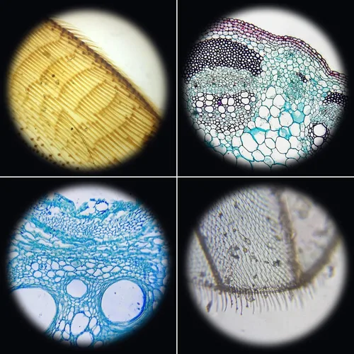 Miniatura 6 de Jiusion 48 piezas preparadas de microscopio diapositivas espécimen de animales, insectos, plantas, flores, muestra biológica, diapositiva