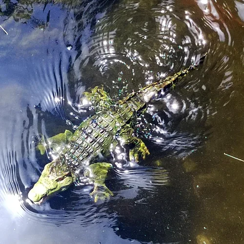 Miniatura 4 de Tipmant Realista RC Cocodrilo Control Remoto Pescado Barco Eléctrico Animal Agua Juguete para Piscina Lago Niños Cumpleaños (Verde)