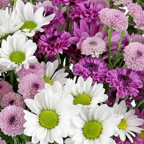 Miniatura 4 de Benchmark Bouquets - Margaritas moradas - Flores frescas para el parto - Flores del Día de la Madre para mamá - Regalos del día de la madre