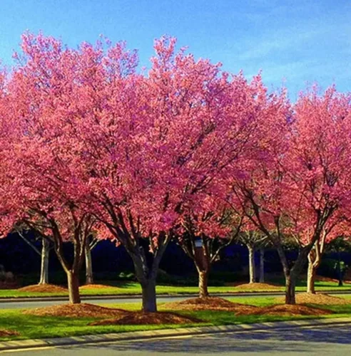 Miniatura 4 de Okame Flowering Cherry Tree - Planta viva de 10 a 16 pulgadas de alto - Maceta de cuarto de galón Plántula de flor de cerezo japonés rosa - Prunus
