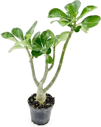 Miniatura 3 de ragnaroc Suculentas vivas – Rosa del desierto Adenium Obesum 15-25 cm de altura en maceta de 10 cm - 1 unidad - El color al florecer puede ser rosa