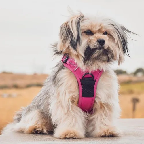 Miniatura 7 de Voyager - Arnés con doble correa para perro, con control sin tirones, ajustable, suave pero fuerte para mascotas, para perros medianos y grandes