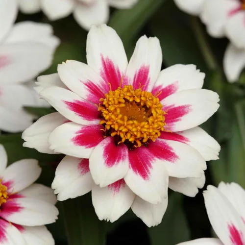 Miniatura 116 de Eden Brothers - Semillas de zinnia, cactus con flores, sin OMG, plantar en primavera, paquete, flores de bajo mantenimiento, zonas 3, 4, 5, 6, 7, 8
