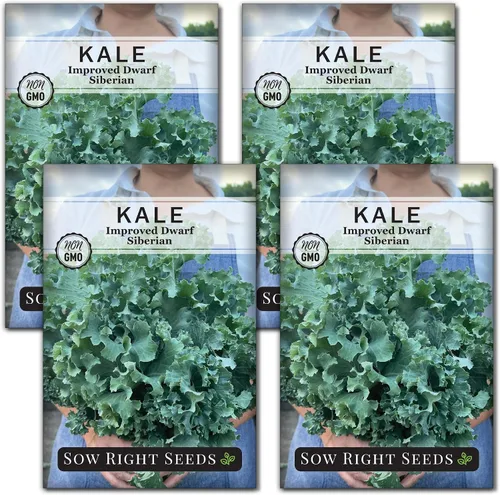 Sow Right Seeds - Semilla de col rizada mejorada siberiana enana para plantar - Paquete de reliquia sin OMG con instrucciones para plantar un huerto