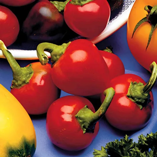Miniatura 3 de Red Cherry - Semillas de jardín de pimiento dulce – 0.25 oz – Sin OMG, reliquia – Pimientos rojos pequeños para encurtir o ensalada – Semilla