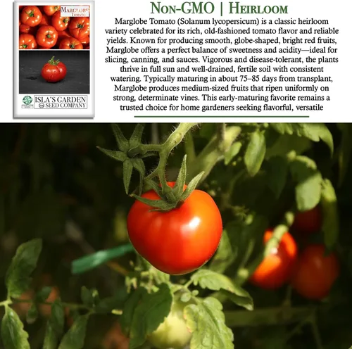 Miniatura 3 de Semillas de tomate Marglobe (Solanum lycopersicum) – Más de 500 semillas sin OMG y reliquias de Isla's Garden Seeds, variedad roja clásica con rico