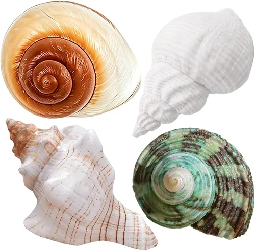 4 conchas grandes de cangrejo ermitaño | Concha de mar natural de 2.4 a 3.5 pulgadas, apertura de 1 a 1.5 pulgadas | Conchas marinas turbo para