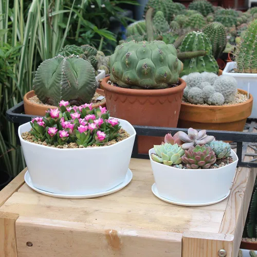 Miniatura 3 de Paquete de 8 macetas de plástico poco profundas de 8.00 pulgadas y 5.90 pulgadas, maceta octágono con bandeja para suculentas, cactus