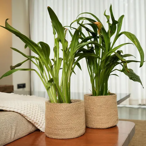 Miniatura 6 de Cesta de maceta de yute - Cubiertas de cuerda de yute tejidas para decorar suculentas de interior/exterior, macetas pequeñas - Juego de 2
