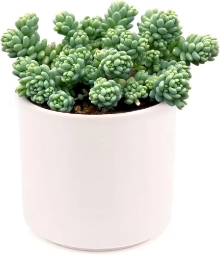 Miniatura 6 de Sedum Little Missy - Suculenta Sedum Major (maceta de plástico de 4 pulgadas) Mejor cubierta de suelo suculenta