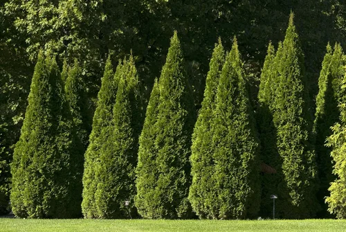 Miniatura 2 de Planta viva Green Promise Farms, Thuja occidentalis 'Smargd' Emerald Green Arborvitae #3 Contenedor de tamaño Evergreen