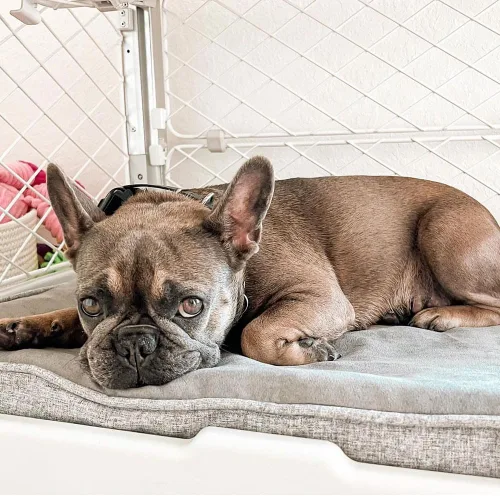 Miniatura 4 de Diggs Snooz - Cama para perros de espuma viscoelástica, almohadilla para jaula de perro de tamaño ideal, cama ortopédica de alta calidad para jaula