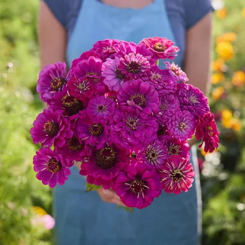 Miniatura 54 de Eden Brothers - Semillas de zinnia, cactus con flores, sin OMG, plantar en primavera, paquete, flores de bajo mantenimiento, zonas 3, 4, 5, 6, 7, 8