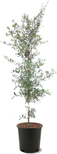 American Plant Exchange Southern Live Oak Tree, maceta de 5 galones, 2-3 pies de alto, planta grande para jardín al aire libre, planta viva, árbol