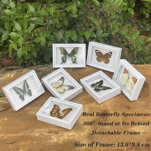 Miniatura 7 de 4 piezas de espécimen de mariposa, muestras de insectos de mariposa enmarcadas, suministros de taxidermia, caja de mariposa, regalo para hombres