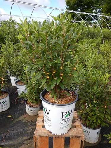 Miniatura 2 de Ganadores Comprobados - Ilex verticillata Berry Heavy Gold (Baya de Invierno) Arbusto, bayas doradas, #2 - Recipiente