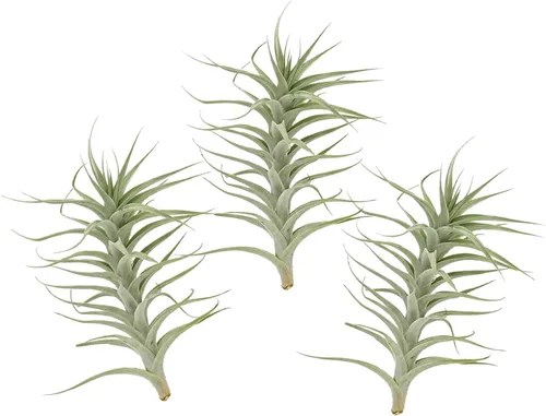 Miniatura 7 de ragnaroc Planta de Aire Viva – Tillandsia Capiput, Jumbo 6-9” - 2 unidades - Llegada Viva Garantizada - Plantas de Casa para Decoración del Hogar
