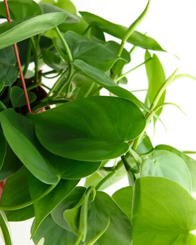 Miniatura 3 de Shop Succulents Heartleaf Philodendron Cordatum, planta de interior viva, planta de arrastre de fácil cuidado para decoración del hogar, oficina