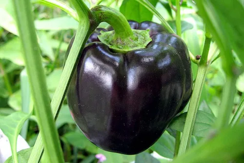 Semillas Pimiento Negro Más de 25 Semillas
