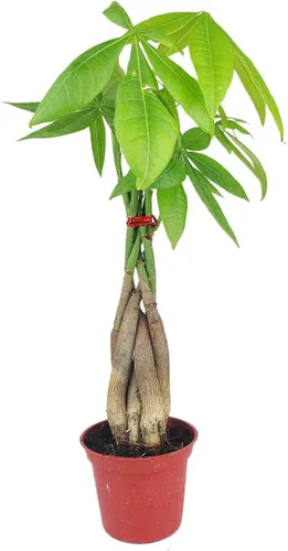 Miniatura 2 de Árbol de dinero trenzado de tocón de Pachira (4 pulgadas), plantas de interior de la suerte, plantas de interior decorativas únicas de 4/6 pulgadas