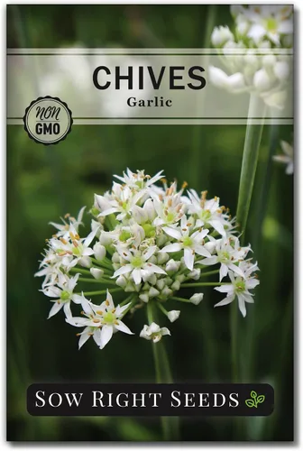 Sow Right Seeds - Semillas de cebollino de ajo para plantar - Paquete de reliquia sin OMG con instrucciones para plantar y cultivar un jardín de