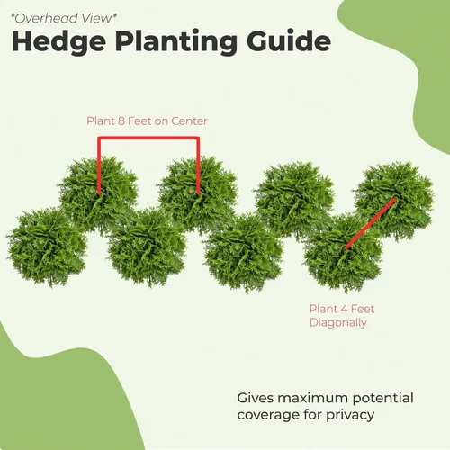 Miniatura 6 de Perfect Plants Thuja Verde Gigante de 1 Galón Árbol de Privacidad Siempreverde Arborvitae Follaje Verde Abundante Adaptable