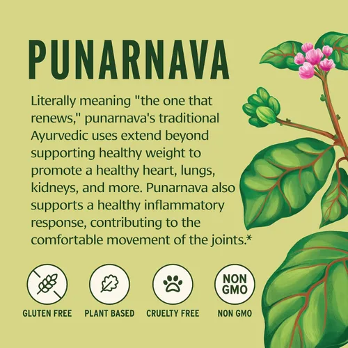 Miniatura 4 de Banyan Botanicals Punarnava Polvo – Punarnava Orgánica (Boerhavia Diffusa) – Apoyo tradicional para un control de peso saludable* – ½ libra – Vegano