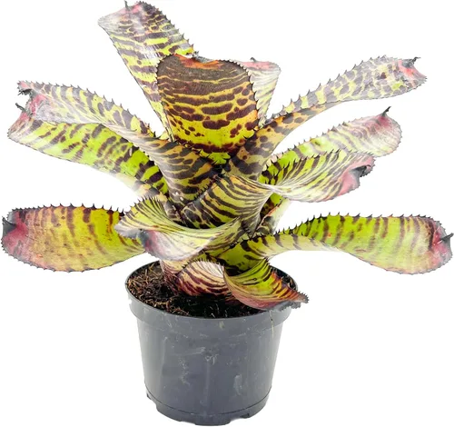 ragnaroc Plantas Vivas – Bromelia Neoregelia Dragon, 8-12" en Maceta de 6" - 1ct - Llegada Viva Garantizada - Plantas de Casa para Decoración del