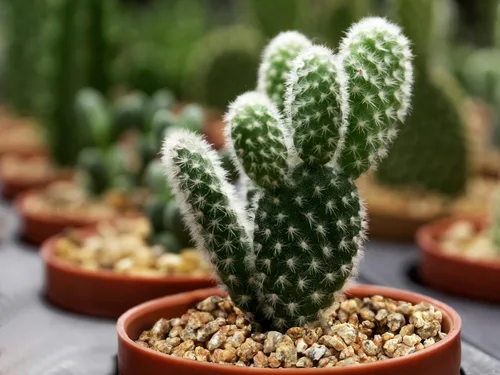 Miniatura 6 de Boniosz 2 libras Rocas de Maifanitum para plantas suculentas y cactus, piedras decorativas y aditivas, piedras de grava para bonsái, jardinería