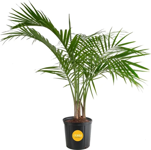 Miniatura 21 de Costa Farms Palma de Cola de Caballo, Planta Viva en Maceta Decorativa, Fácil de Mantener, Planta de Interior Perfecta para el Hogar, Habitación u