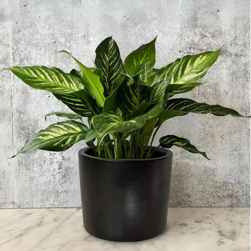 Willowy Maceta de Cerámica Negra de 6 Pulgadas - Macetas de Cerámica Negra de 6 Pulgadas para Plantas como Aloe, Planta de Goma Bebé, Jade, Planta