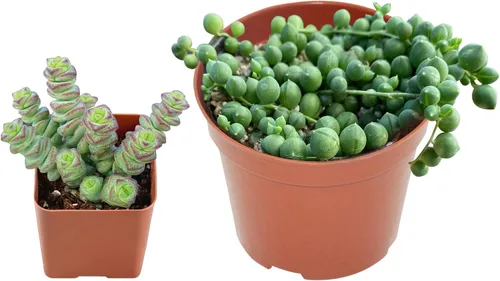Juego de suculentas vivas, cadena de perlas de 4 pulgadas y collar de bebé de Crassula de 2 pulgadas, planta de interior de fácil cuidado para