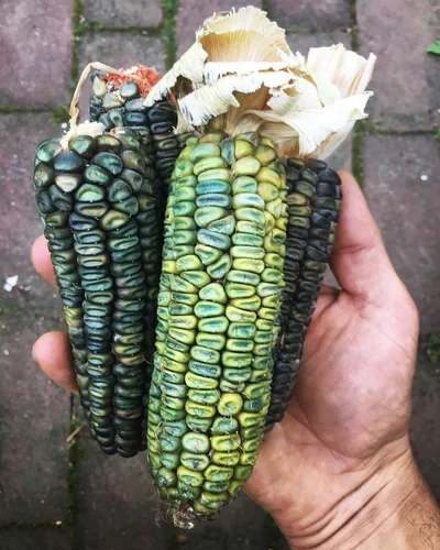 Miniatura 4 de TomorrowSeeds - Semillas de maíz ornamentales con abolladuras verdes oaxaqueñas - Más de 60 unidades - para plantar 2026, verde, azul, oro