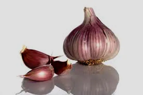 Miniatura 3 de Bombilla de ajo (paquete de 6), bombilla de ajo de cuello duro siberiano fresco para plantar y cultivar tu propio ajo o comer