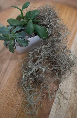 Miniatura 5 de Musgo español fresco para plantas en maceta, manualidades y arreglos florales. Musgo de relleno de plantas verdes súper suave, musgo fresco limpio